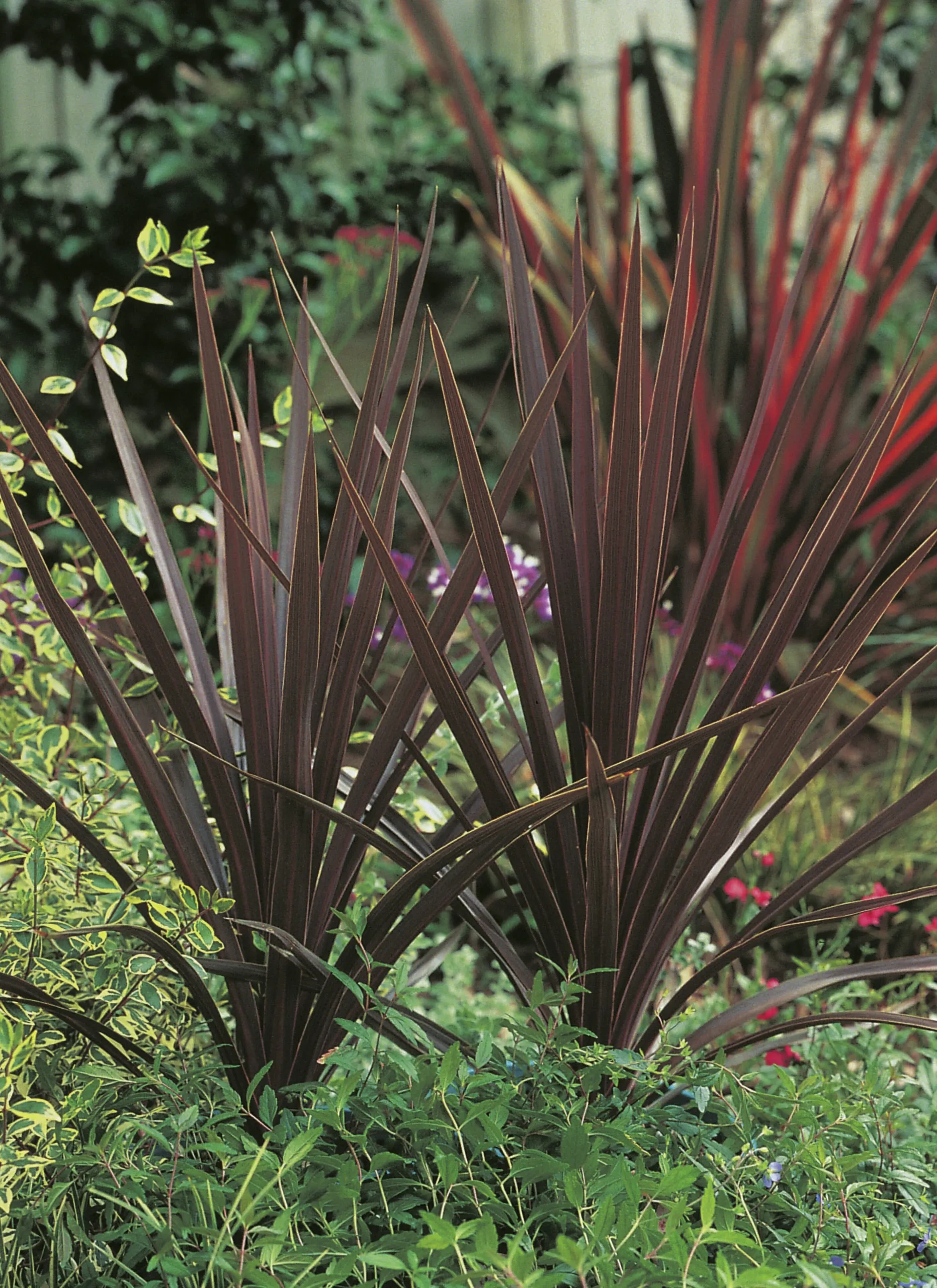 Cordyline 'Red Star' 13cm