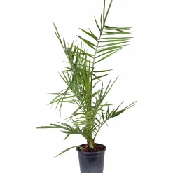 Dadelpalm ca 70-80cm