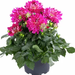 Dahlia lat. Dahlia x pinnata 'Gallery'