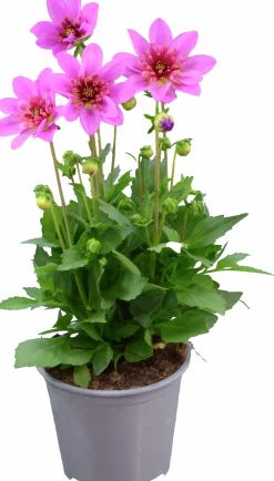Dahlia Starburst Pink 14cm