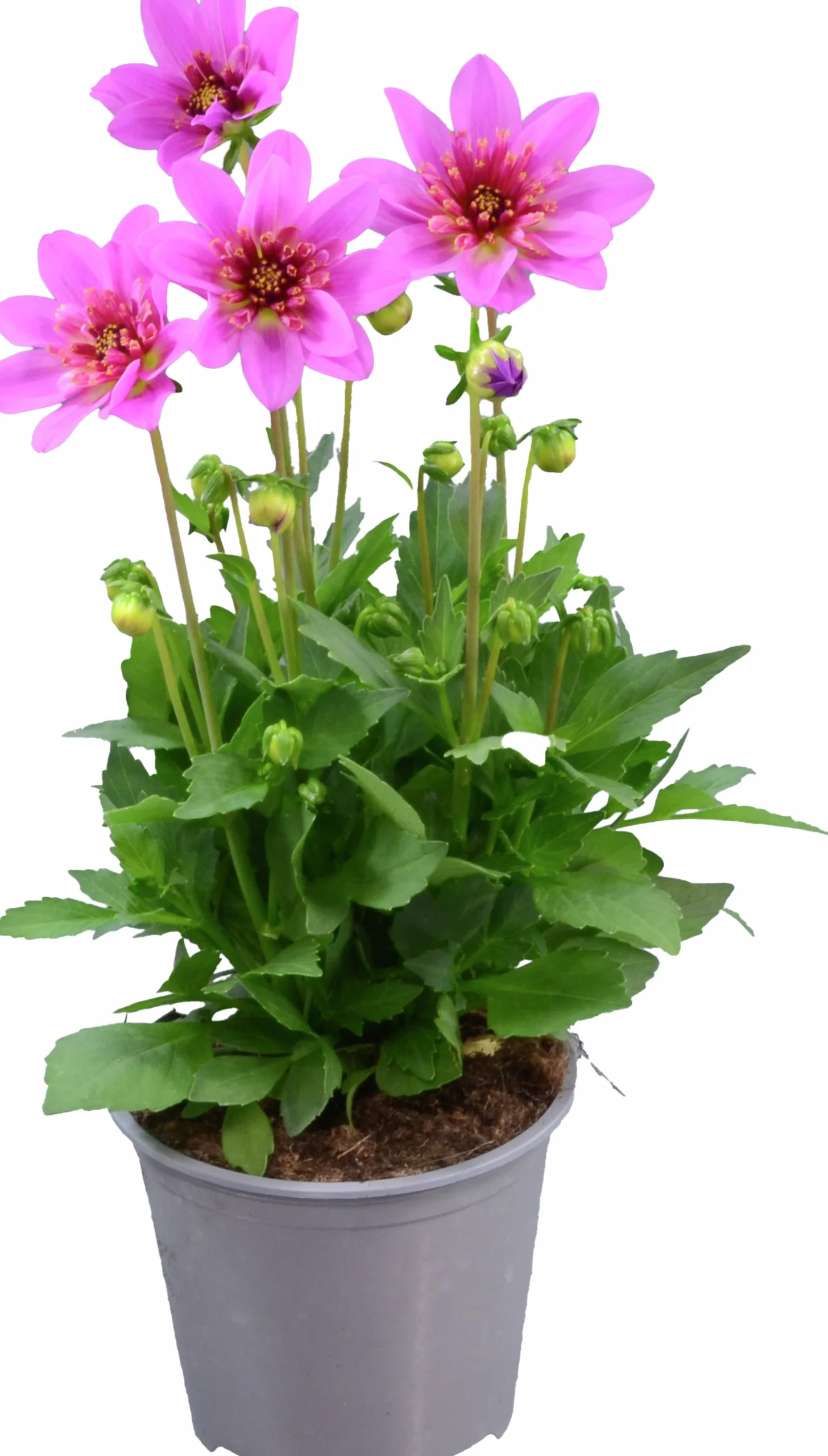 Dahlia Starburst Pink 14cm