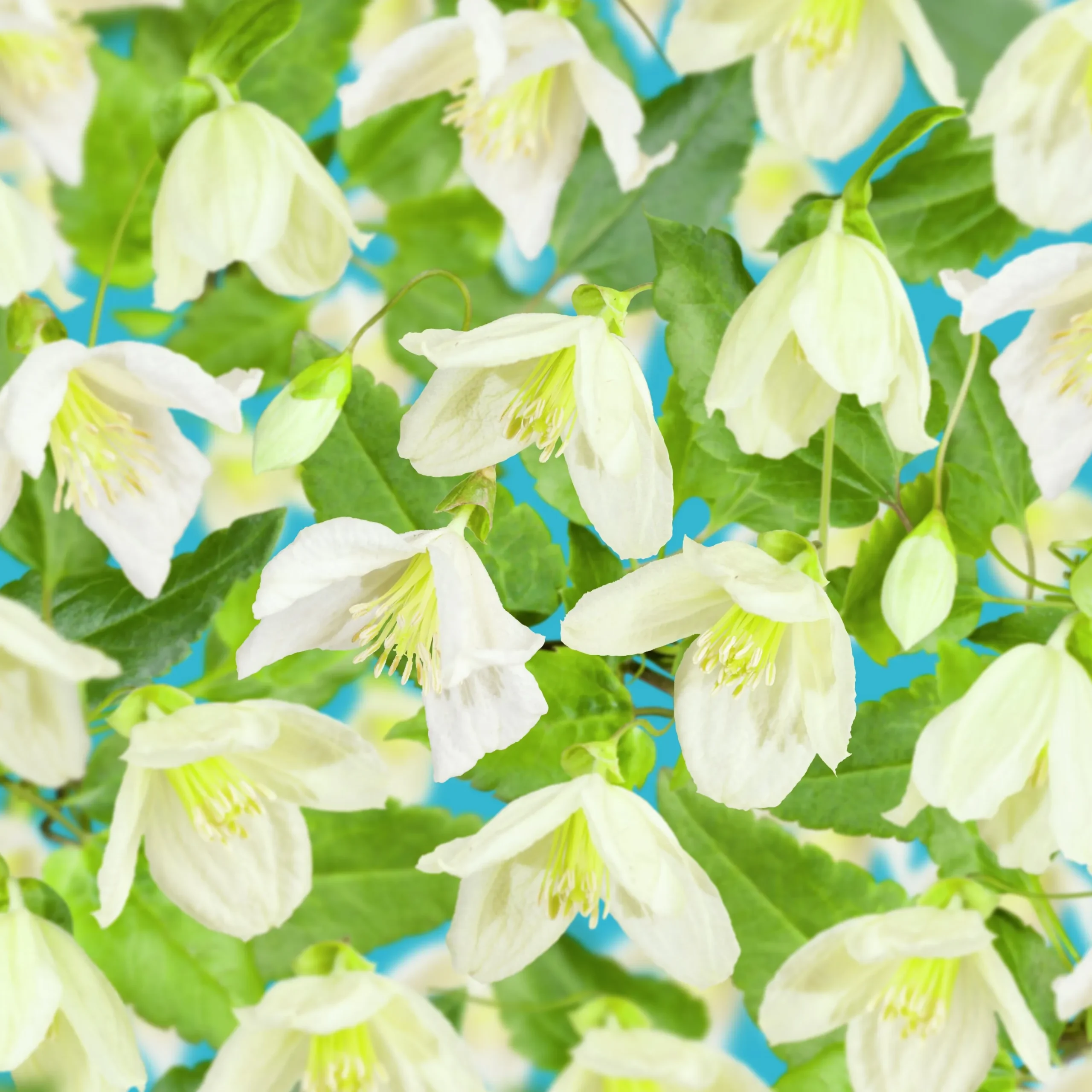 Dionysosklematis Cirrhosa 'Jingle Bells'