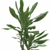 Doftdracaena lat. Dracaena fragrans Mix i 24cm kruka