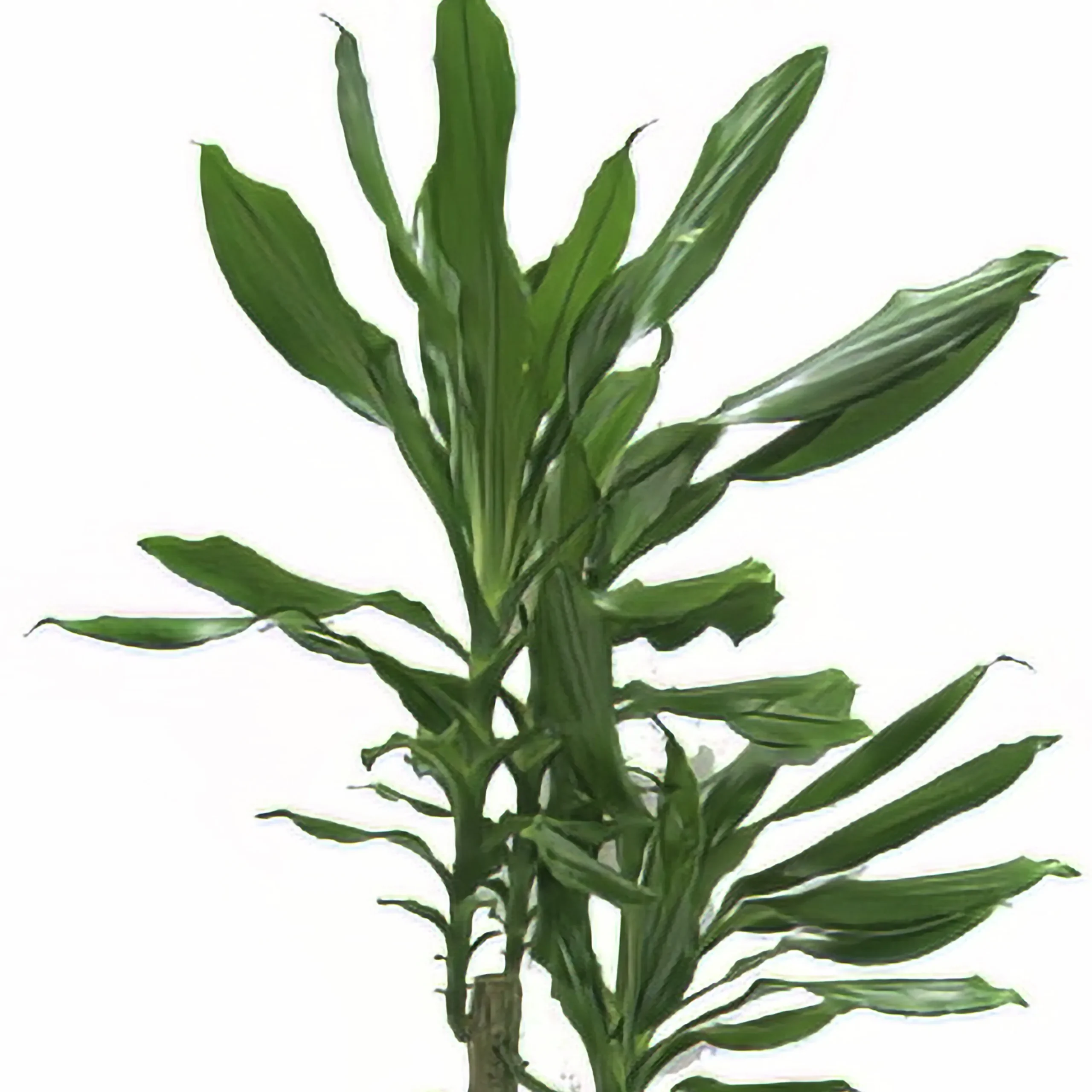 Doftdracaena lat. Dracaena fragrans Mix i 24cm kruka