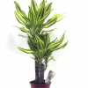 Doftdracaena lat. Dracaena fragrans 'Yellow Coast' på stam