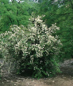 Doftschersmin