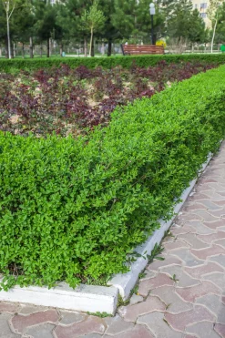 Dvärgliguster 'Lodense' Barrotad