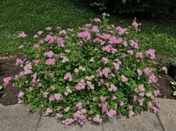 Dvärg Rosenspirea 'Little Princess' D:9-11cm Krukodlad
