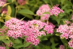 Dvärg Rosenspirea 'Little Princess' D:9-11cm Krukodlad