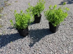Dvärg Rosenspirea 'Little Princess' D:9-11cm Krukodlad
