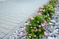 Dvärg Rosenspirea 'Little Princess' D:9-11cm Krukodlad