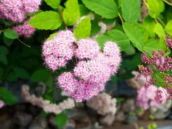 Dvärg Rosenspirea 'Little Princess' D:9-11cm Krukodlad