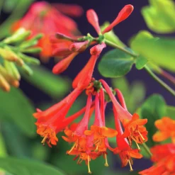 Eldkaprifol 'Dropmore Scarlet'