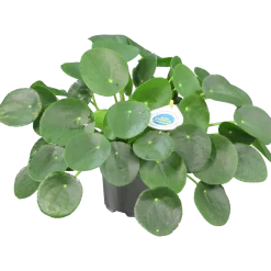 Elefantöra lat. Pilea