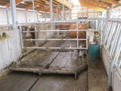 Elvattenkopp Suevia 41A med tunga