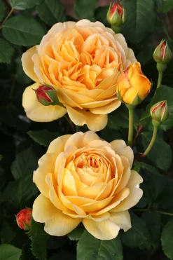 Engelsk Ros 'Golden Celebration' 'Ausgold' Barrotad