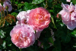Engelsk Ros 'Strawberry Hill' 'Ausrimini' Barrotad