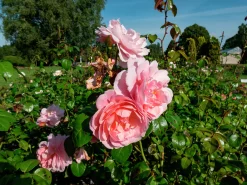 Engelsk Ros 'Strawberry Hill' 'Ausrimini' Barrotad