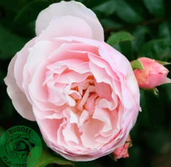 Engelsk Ros 'Strawberry Hill' 'Ausrimini' Barrotad