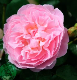 Engelsk Ros 'The Generous Gardener' Barrotad