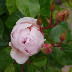 Engelsk Ros 'The Generous Gardener' Barrotad