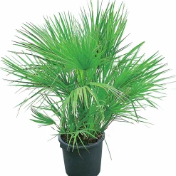 Europeisk Dvärgpalm