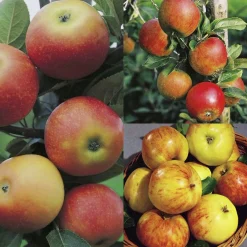 Familjeträd Äpple Krukodlad Zon 5-6