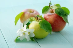 Familjeträd Äpple Krukodlad Zon 5-6