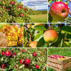 Familjeträd Äpple Krukodlad Zon 5-6