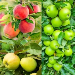Familjeträd Äpple Krukodlad Zon 5-6