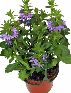 Femtunga lat. Scaevola aemula