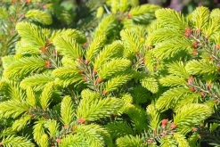 Fågelbogran 'Nidiformis' Krukodlad