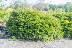 Fågelbogran 'Nidiformis' Krukodlad