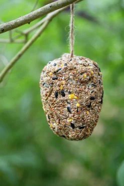 Fågelmat Granngården Pinjekotte med insektsfett 350g