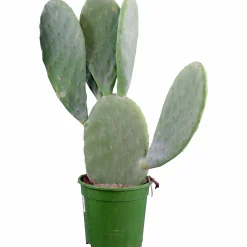 Fikonkaktus lat. Opuntia Ficus Indica