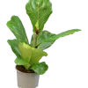 Fiolfikus lat. Ficus lyrata
