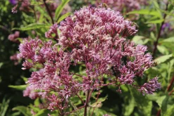Fläckflockel 'Atropurpureum'