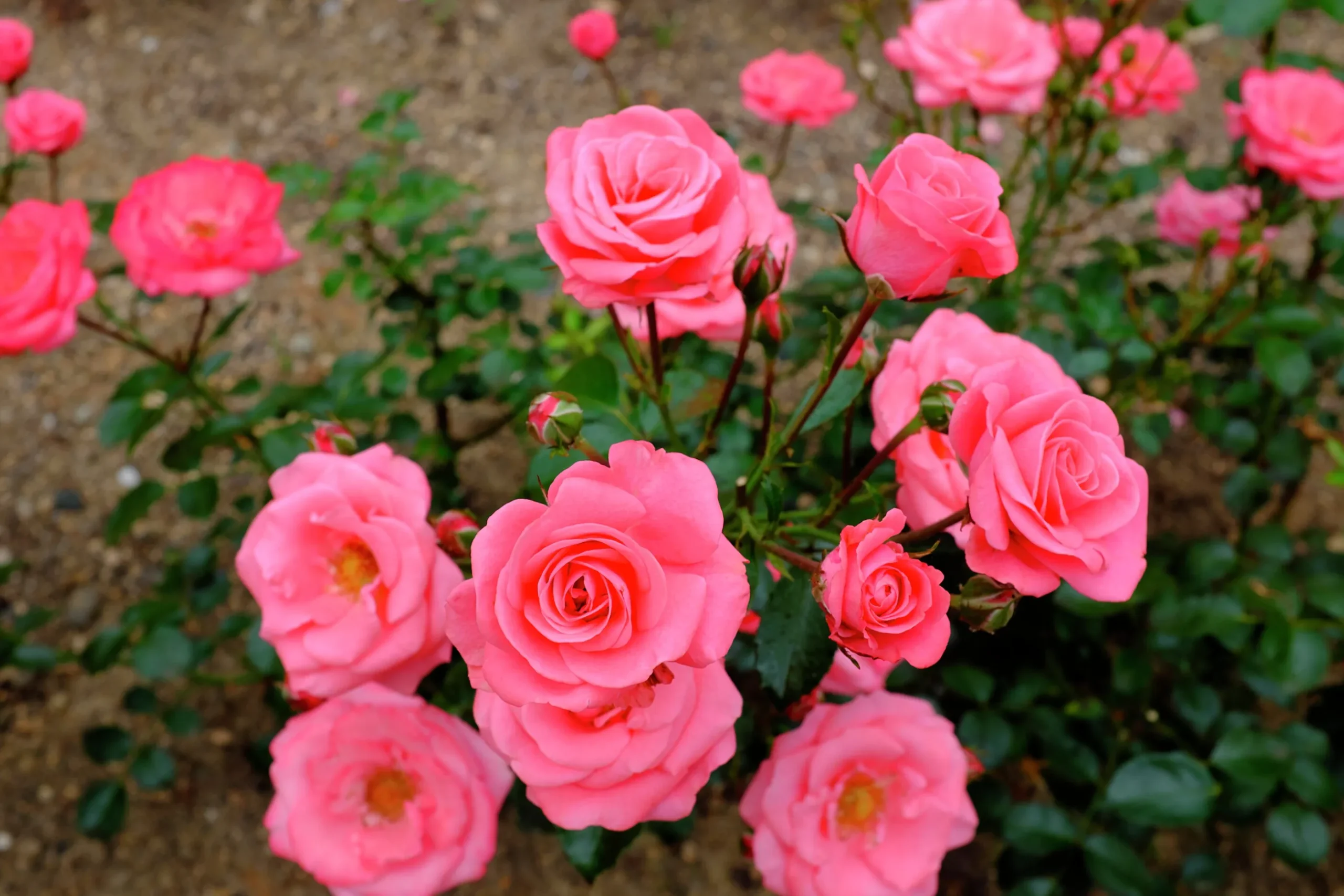 Flerblommig Buskros 'Bella Rosa' 'Korwonder' Barrotad
