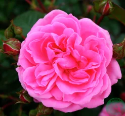 Flerblommig Buskros 'Berleburg' 'Poulbella' Barrotad