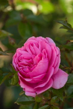 Flerblommig Buskros 'Berleburg' 'Poulbella' Barrotad