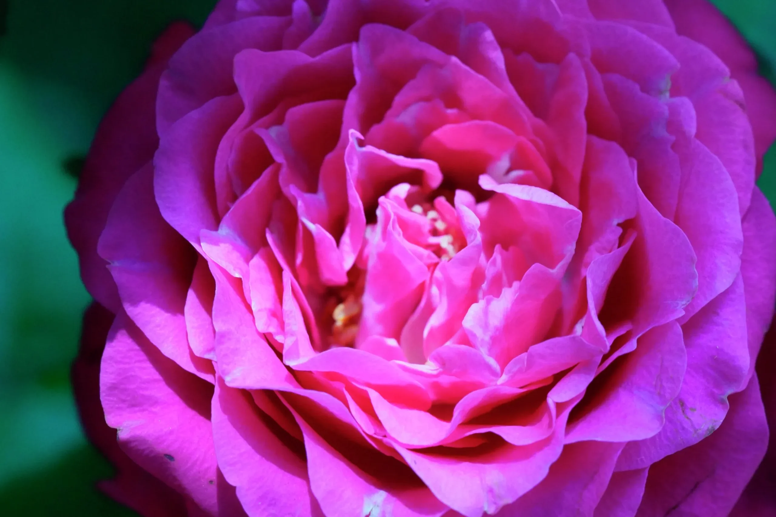 Flerblommig Buskros 'Berleburg' 'Poulbella' Barrotad