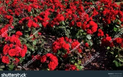 Flerblommig Buskros 'Europeana' Barrotad
