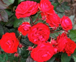 Flerblommig Buskros 'Europeana' Barrotad