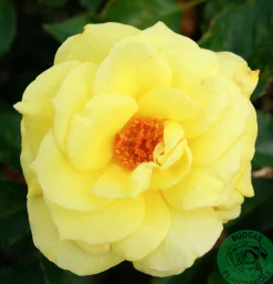 Flerblommig Buskros 'Friesia' 'Korresia' Barrotad