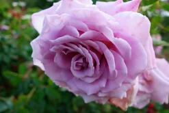 Flerblommig Buskros 'Gigi' 'Poulty019' Barrotad