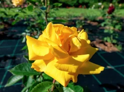Flerblommig Buskros 'Goldmarie' 'Korfalt' Barrotad