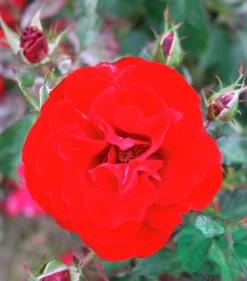 Flerblommig Buskros 'H.C. Andersen' 'Poulander' Barrotad