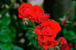 Flerblommig Buskros 'H.C. Andersen' 'Poulander' Barrotad