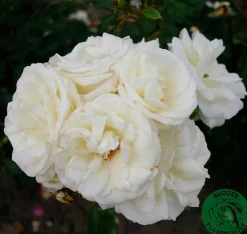 Flerblommig Buskros 'La Paloma 85' 'Tanamola' Barrotad