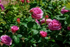 Flerblommig Buskros 'Lavender Ice' 'Tan04249' Barrotad